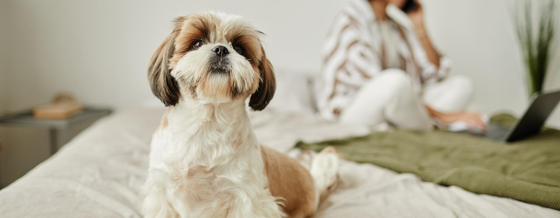 a dog sitting on a bed